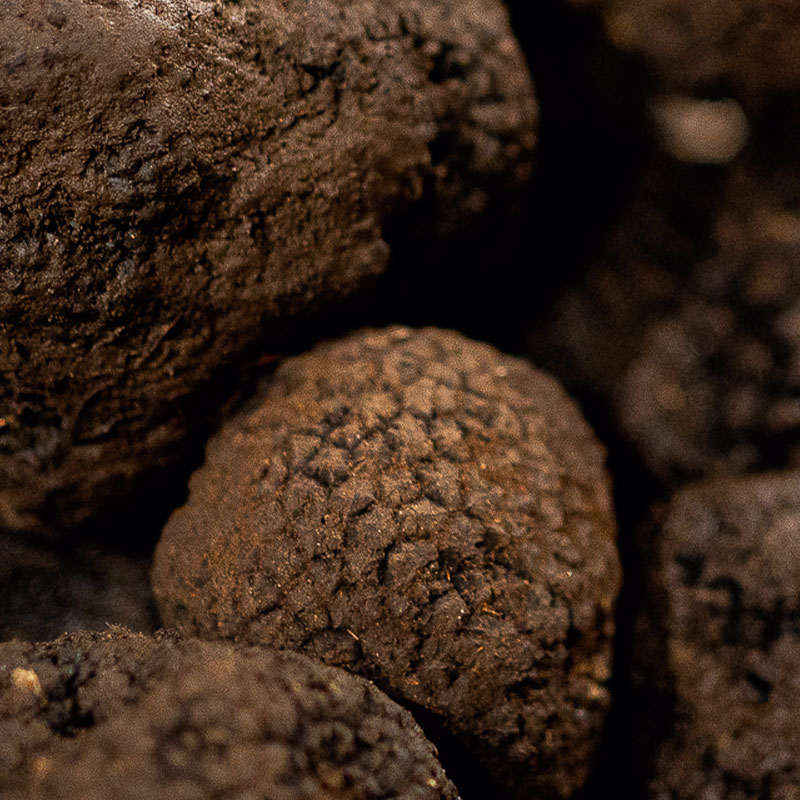 Tartufo
